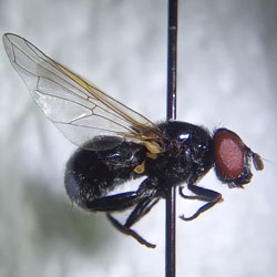 Psilota atra